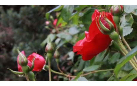 Concours vidéo &quot;Tir à l'Arc au Féminin&quot;